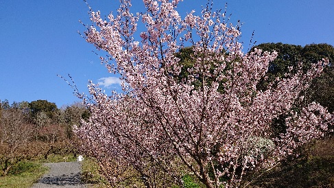 桜がキレイです🌸