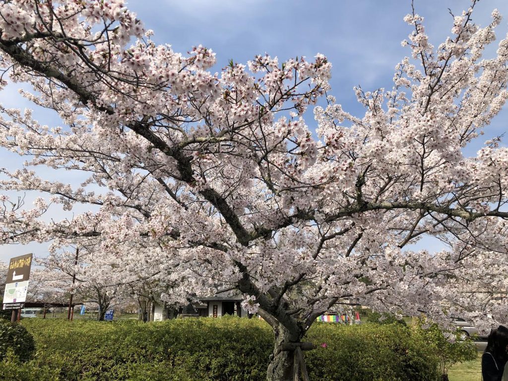 石山寺の桜も満開