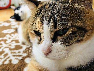にゃんこ