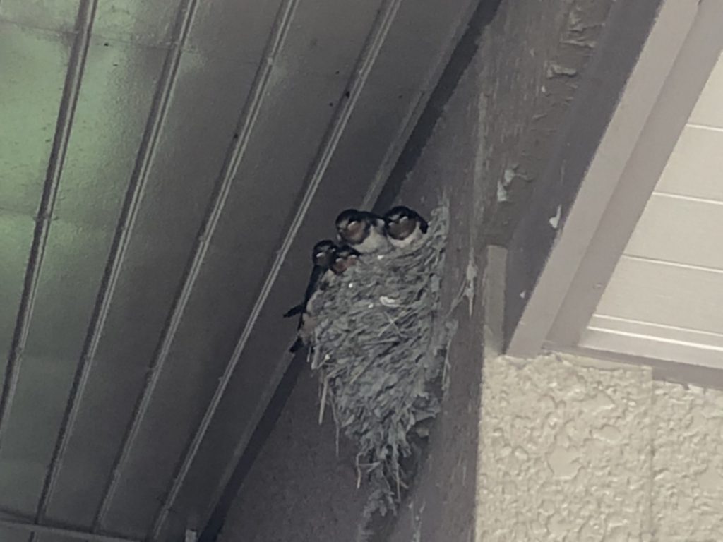 実家に帰ったらツバメが巣立とうとしてました。ツバメのお部屋探しは手伝えませんが、皆さんのお部屋探しはお手伝いさせていただきます！