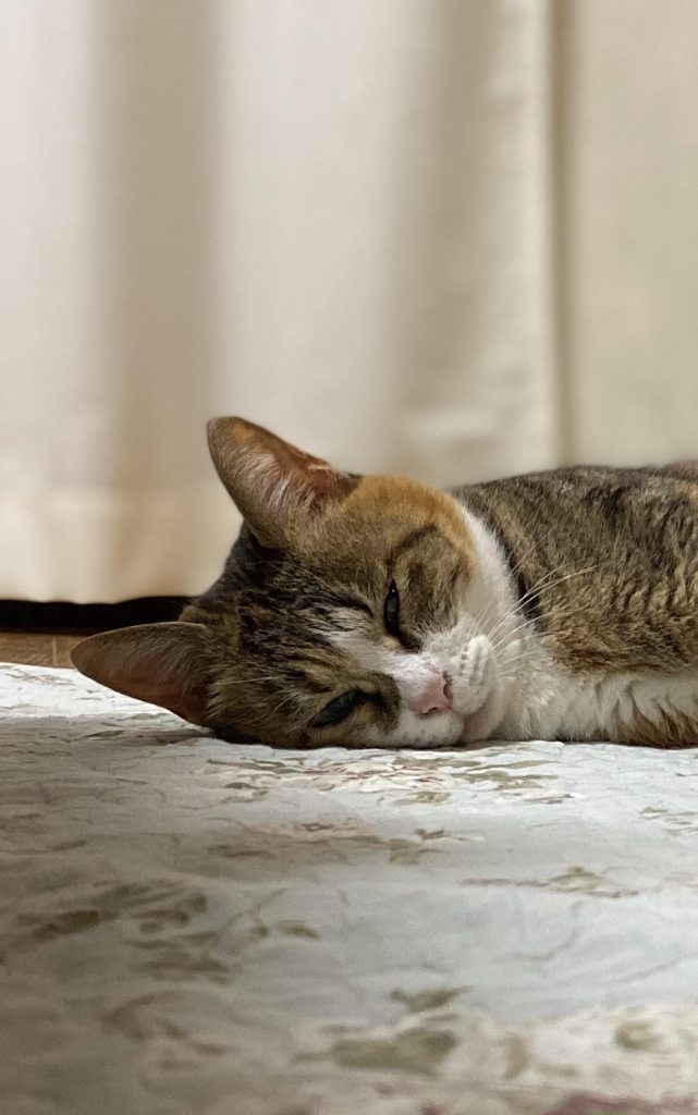 にゃんこ☆