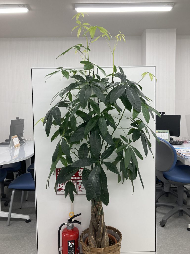 成長しすぎ☆