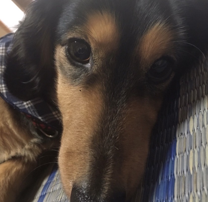 実家の犬に会いに行きました!