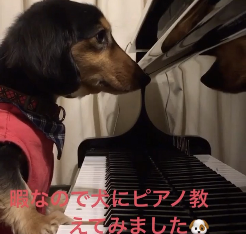 犬とピアノと時々僕