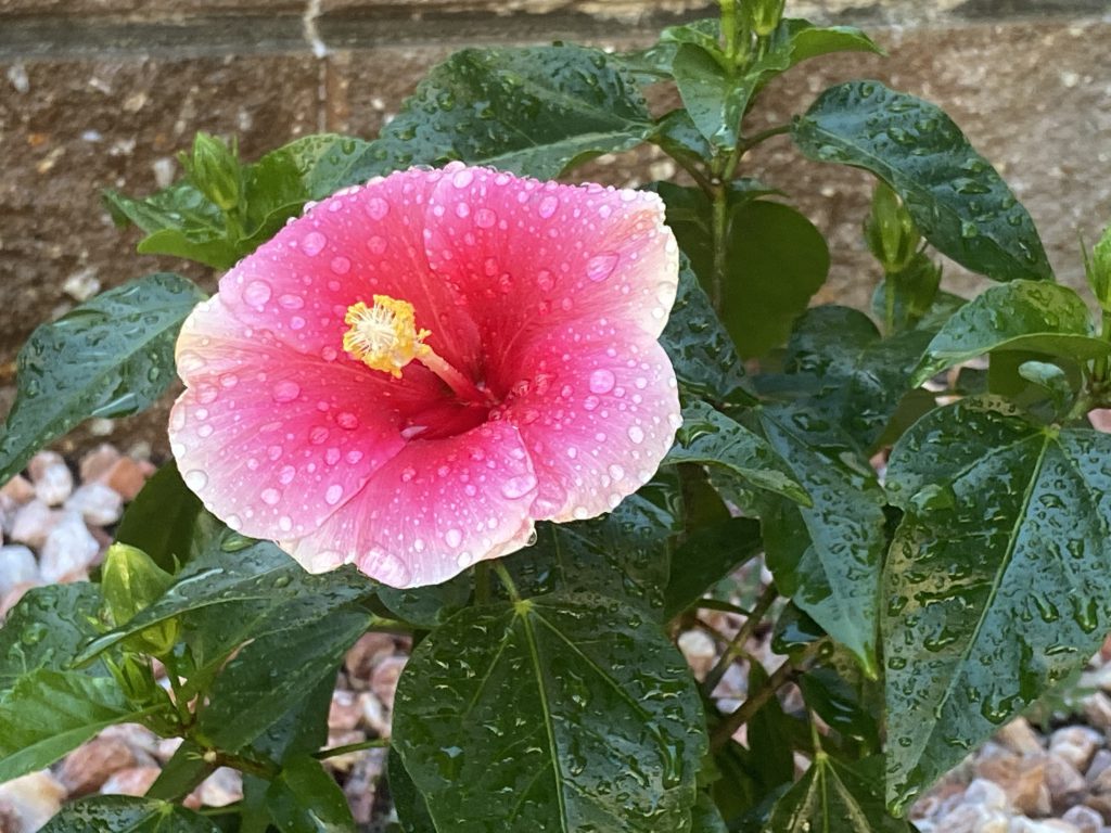 ★咲いた★