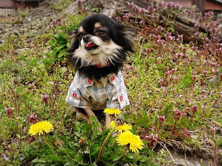 いぬ🐶♪