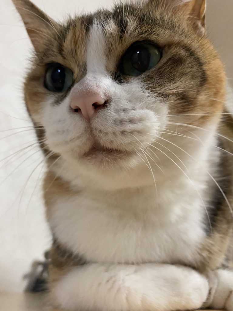 猫アレルギー、、、？