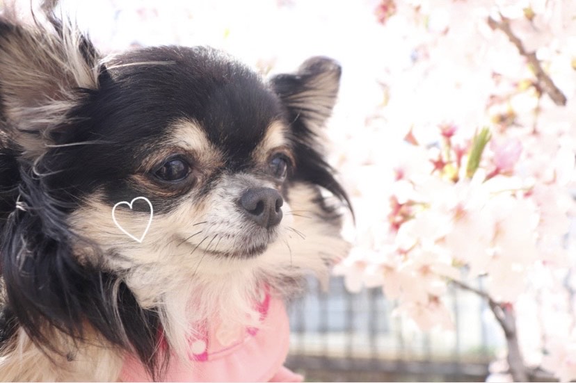 いぬ🐶♥②