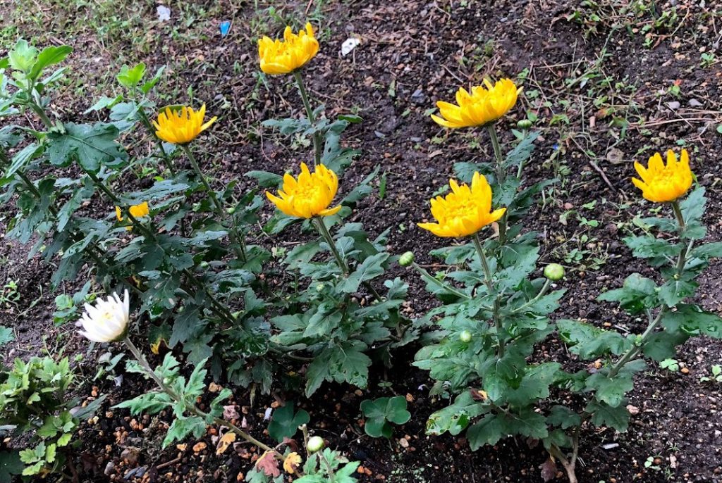 菊
