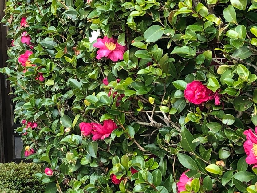 椿or山茶花