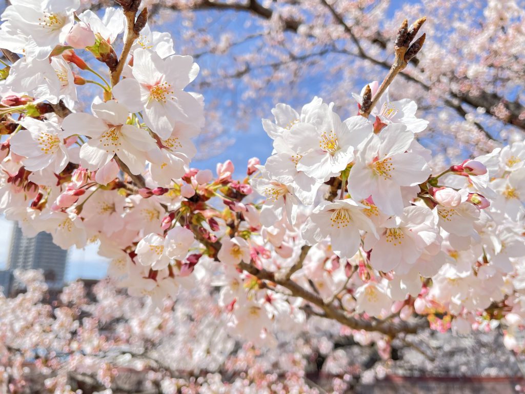 🌸さくら🌸