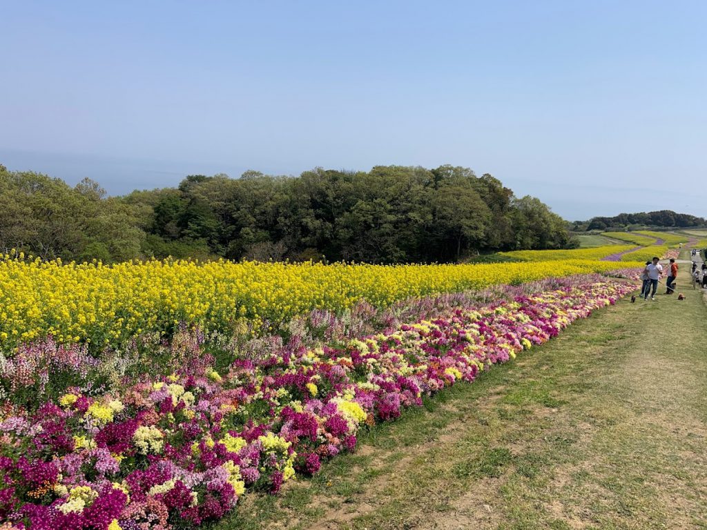 #菜の花
