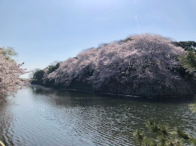 彦根城の桜