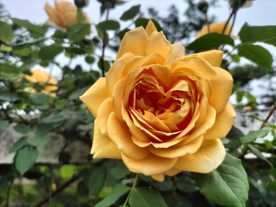 ローザンベリー多和田🌹