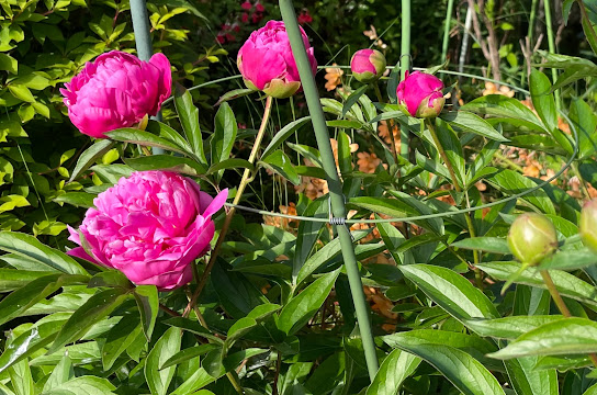 芍薬と牡丹