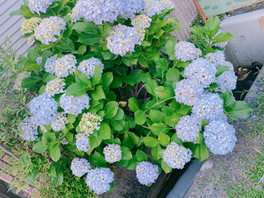 紫陽花💠