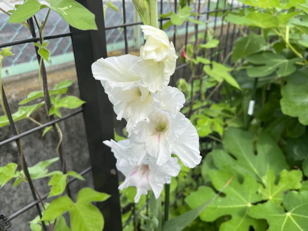 ★今日は幽霊の日らしいです笑★
