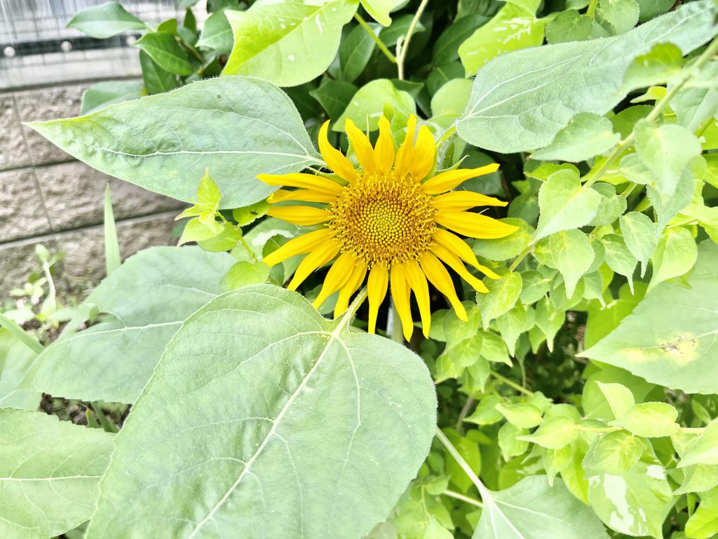 ★咲き始めてきました★