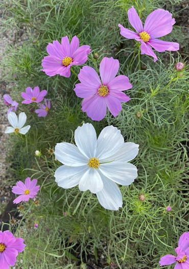 秋桜