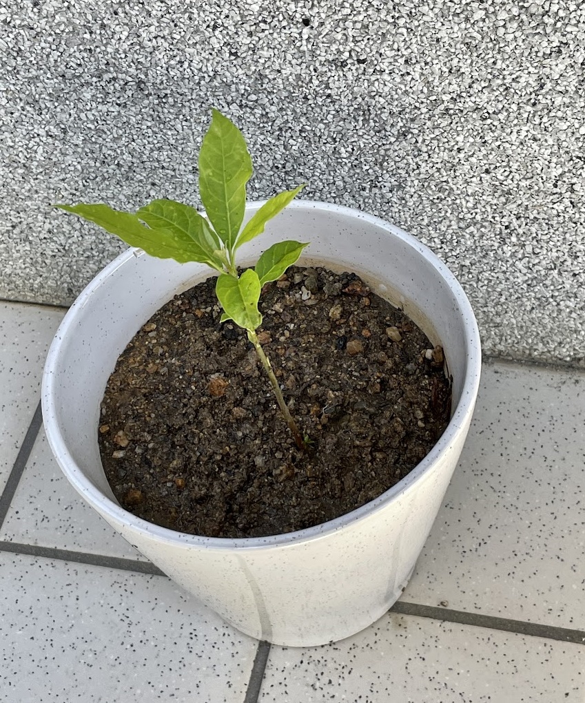 アボカドの木