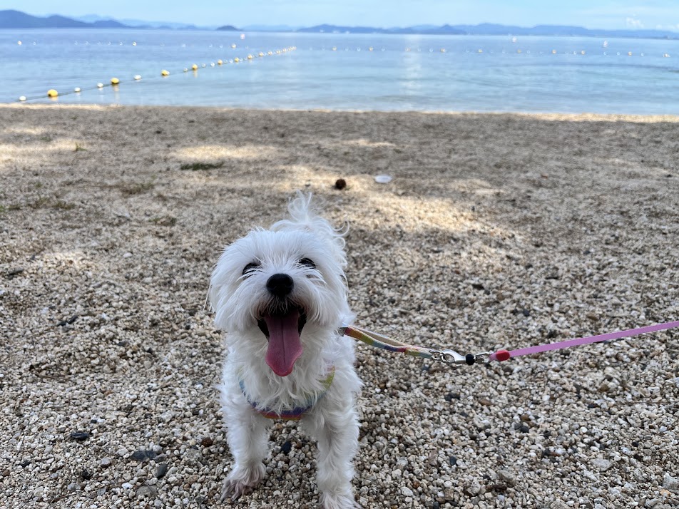 #琵琶湖でお散歩