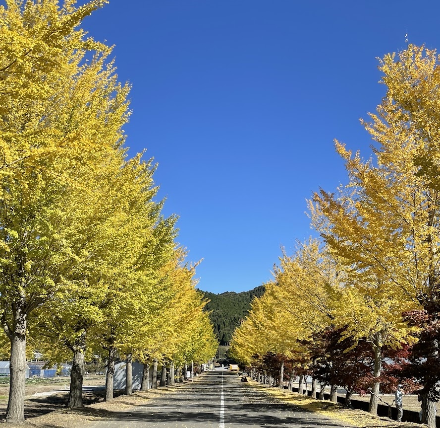 銀杏並木