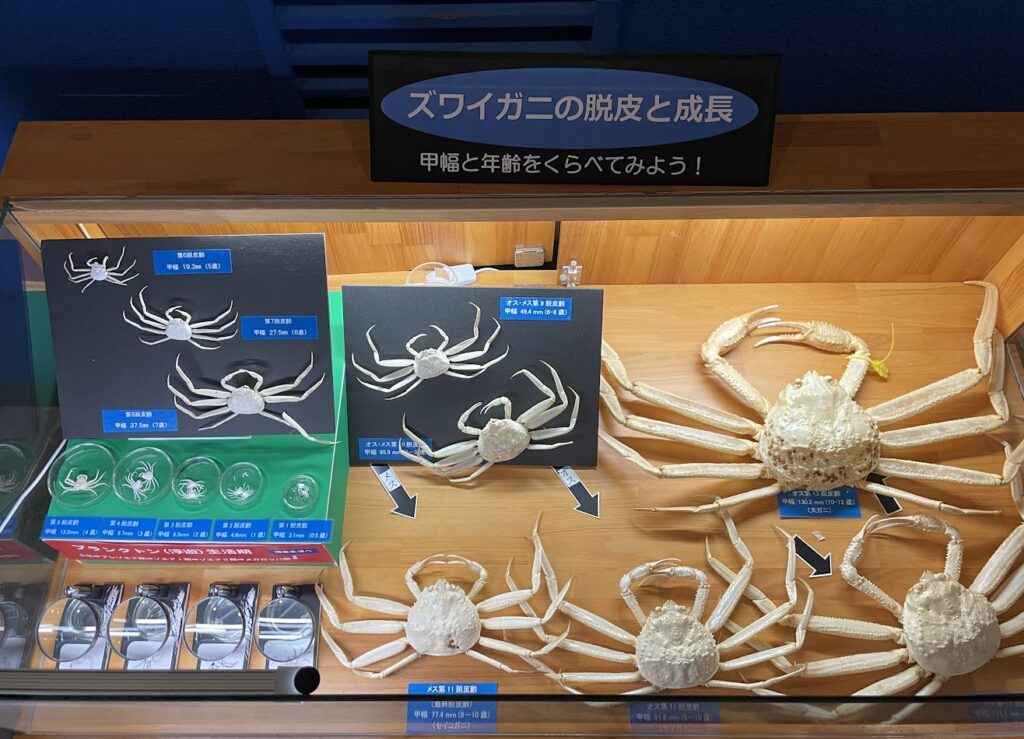 越前がにミュージアム