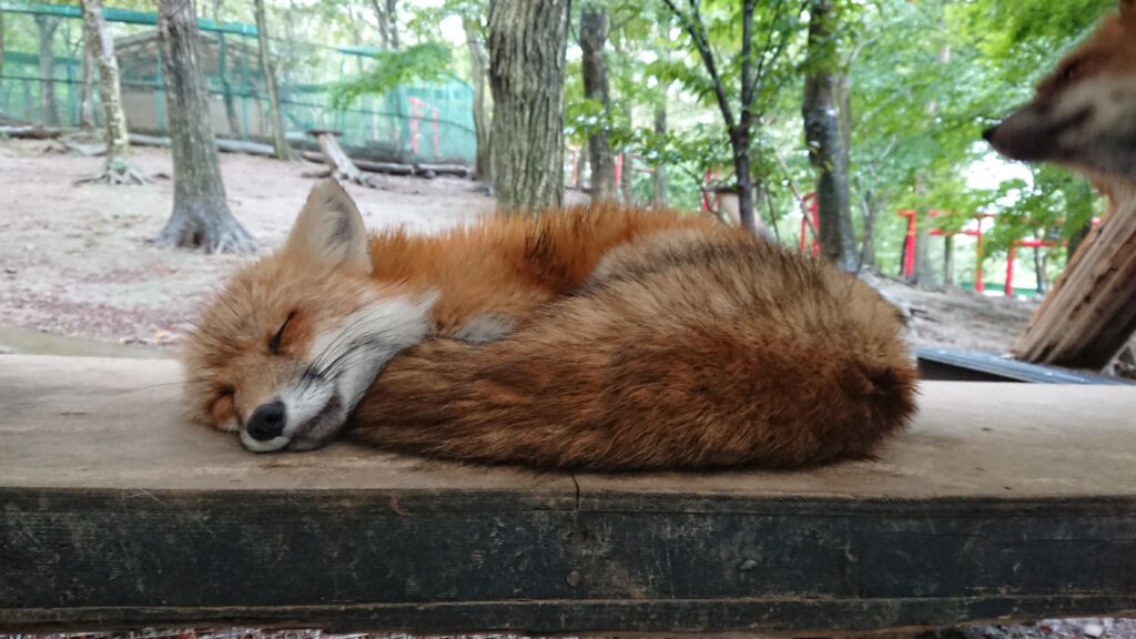 キツネ村