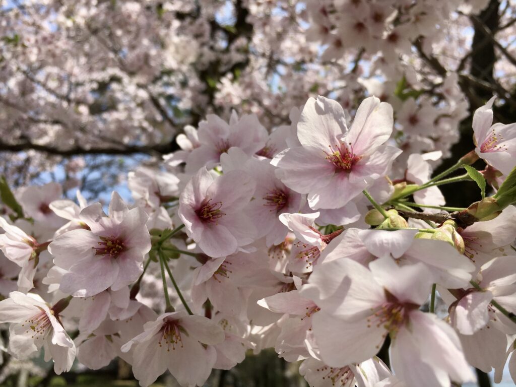 桜。