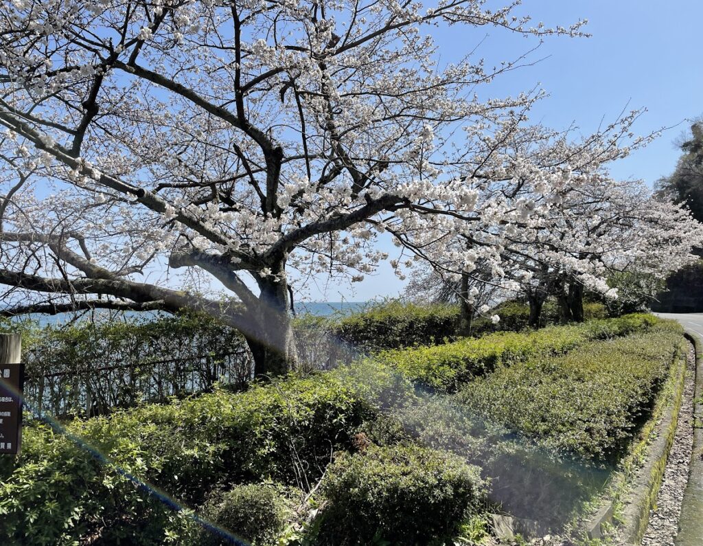 海津大崎🌸