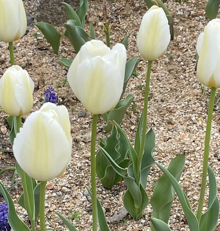 チューリップ🌷