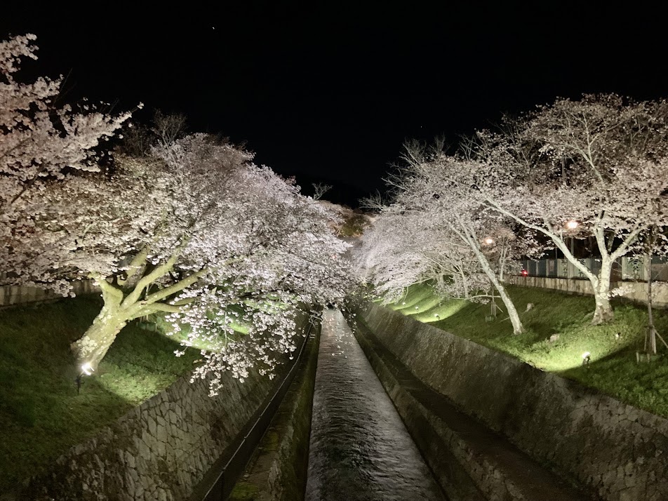 #夜桜