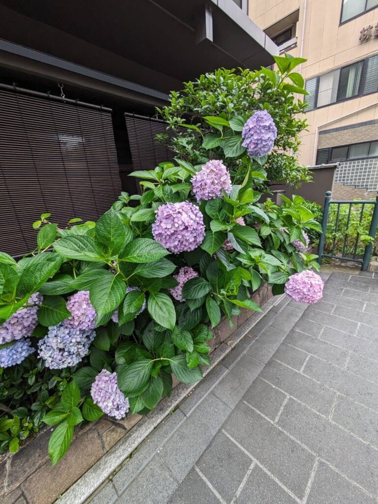 紫陽花