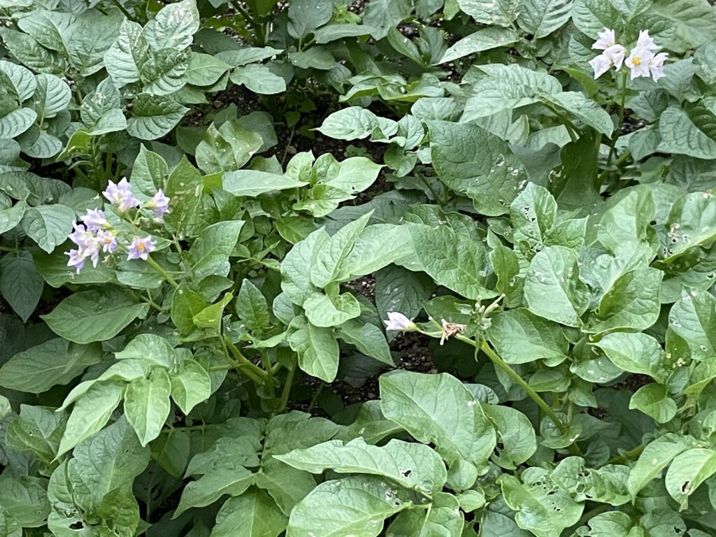 何の花でしょう?