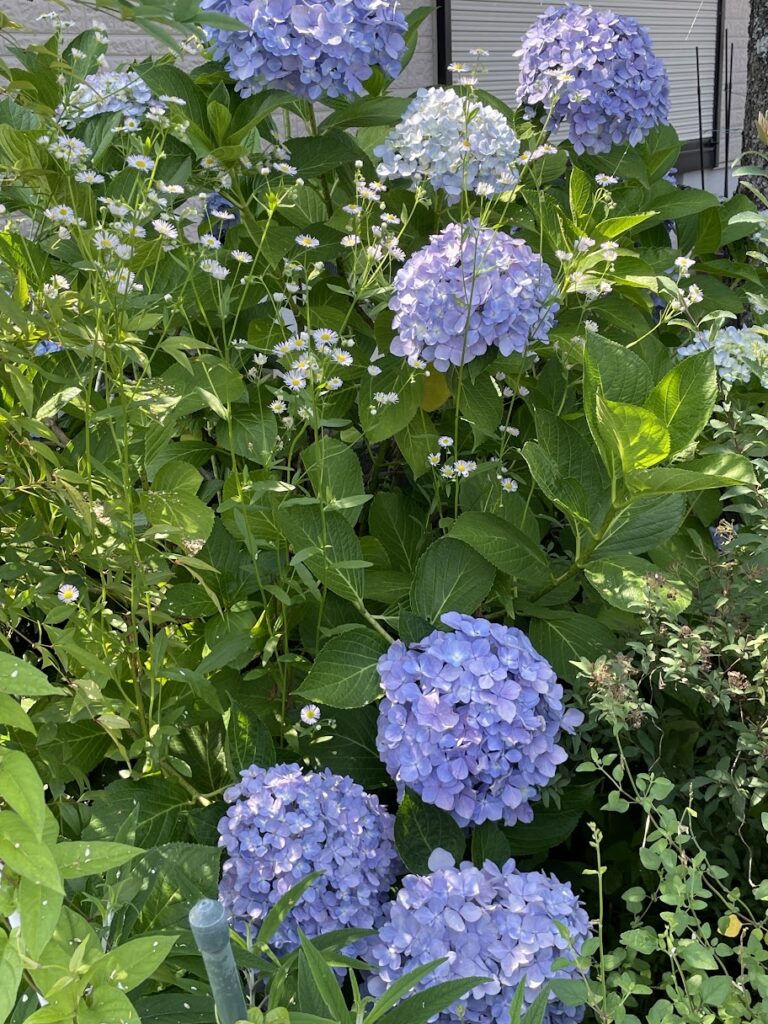 紫陽花