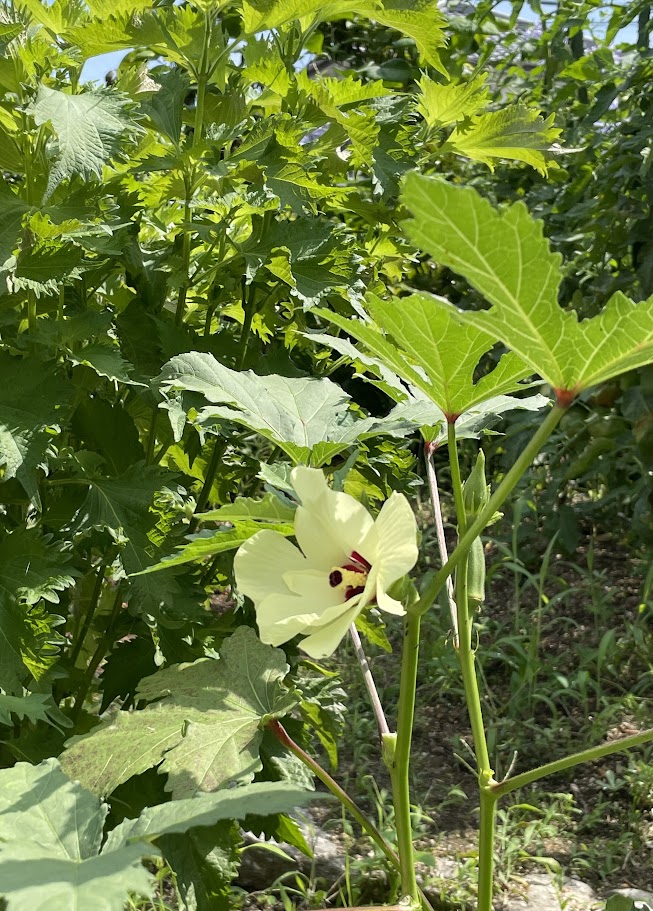 この花何でしょう?②