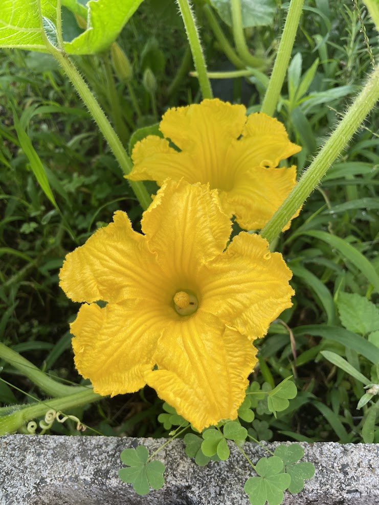この花何でしょう③