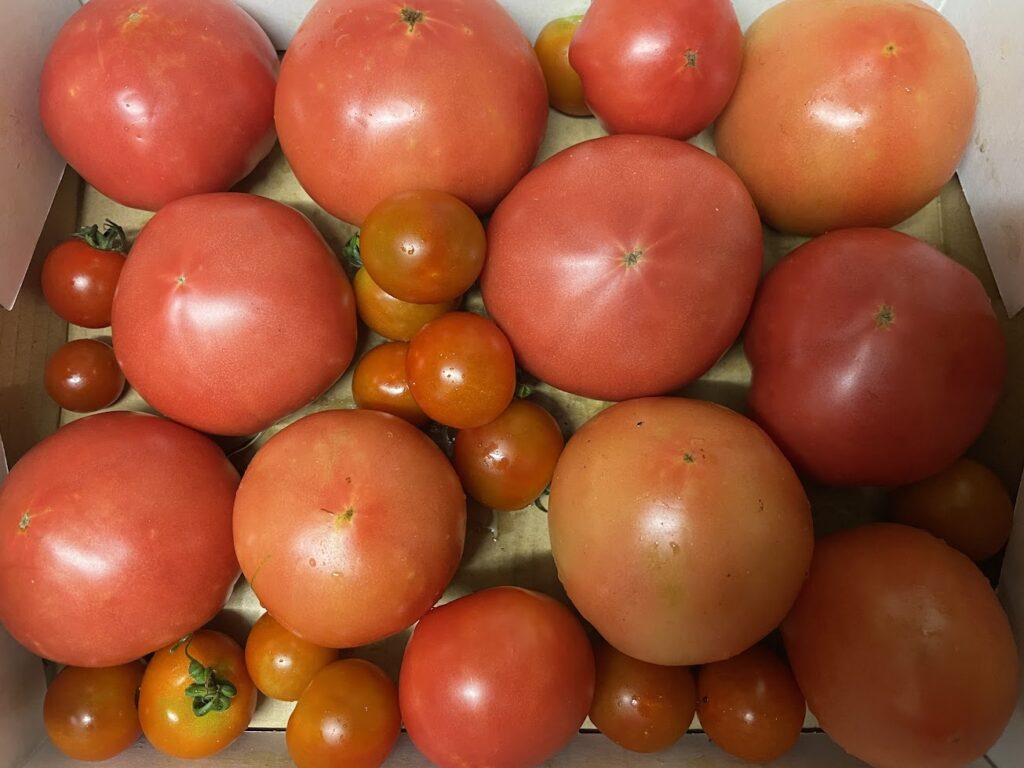 トマト🍅