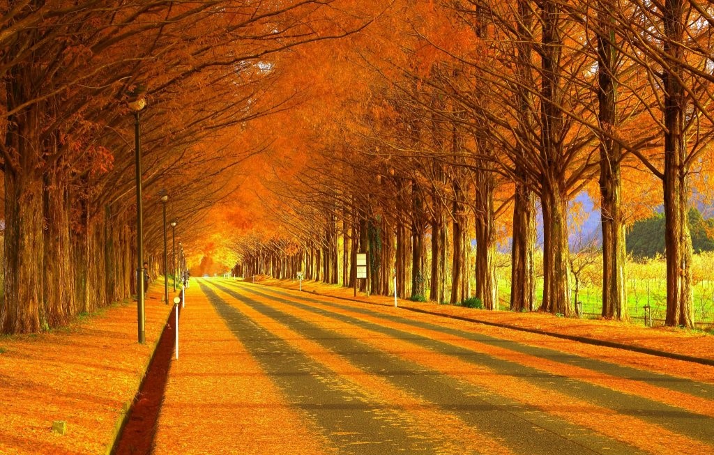#紅葉