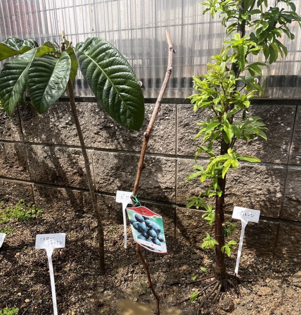 葡萄の木を植樹しました
